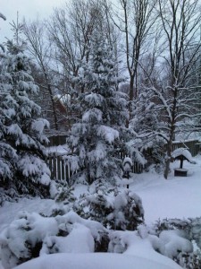 Backyard trees - Feb 6, 2011