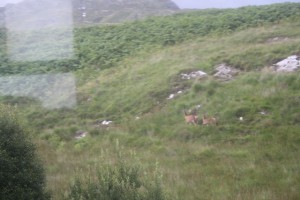 Deer on the mountain